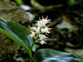 Wild Lily of the Valley/200406151392 Wild Lily-of-the-Valley or Canada Mayflower (Maianthemum canadense) - Manitoulin.JPG