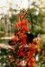 1973O35 Cardinal-Flower (Lobelia cardinalis) - Manitoulin Island.jpg