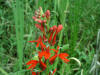 200308091254 Cardinal-Flower (Lobelia cardinalis) - Manitoulin Island.jpg