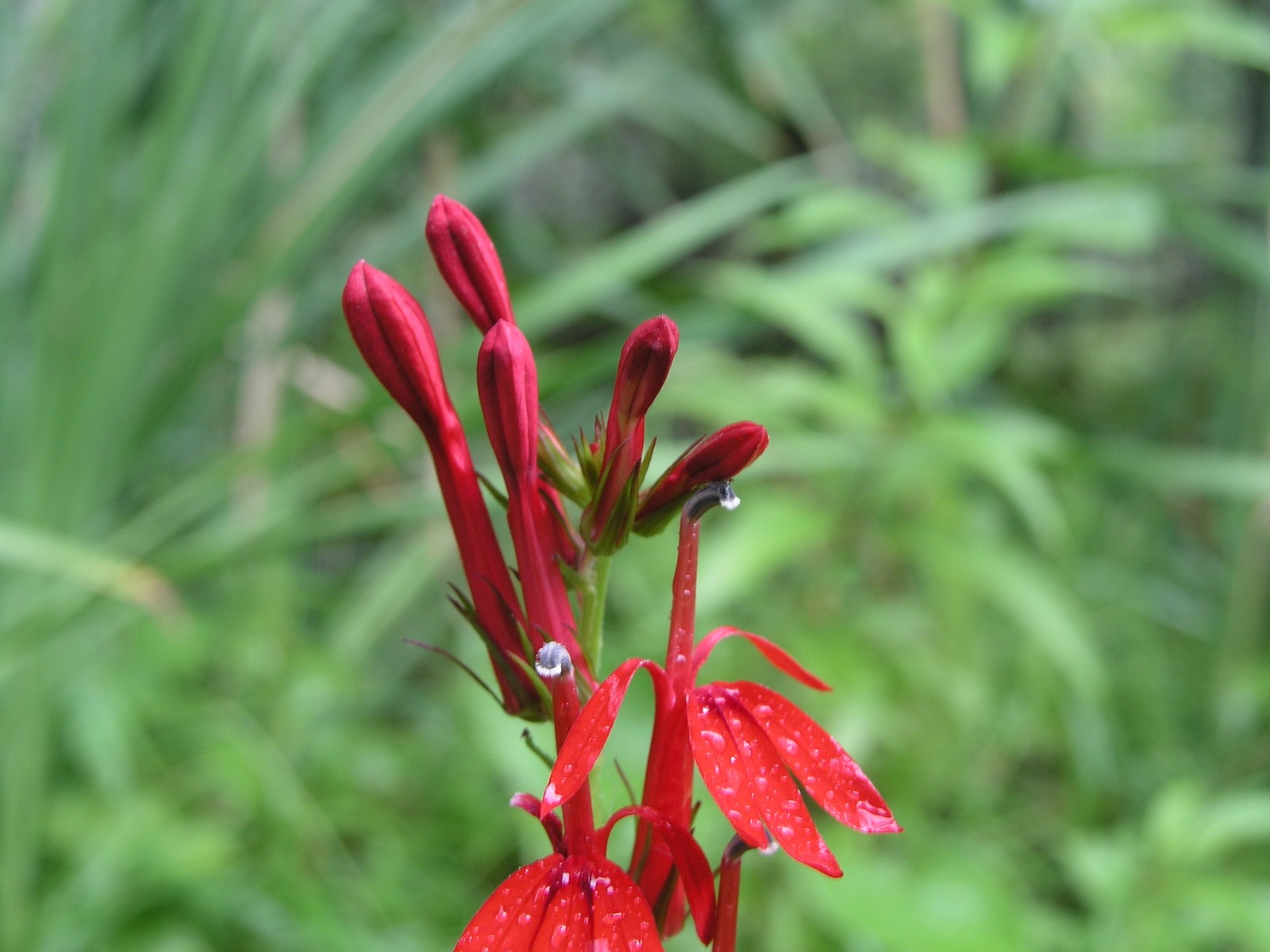 200507318329 Cardinal-Flower (Lobelia cardinalis) - Manitoulin.jpg
