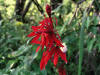20060729193808 Cardinal-Flower (Lobelia cardinalis) - Manitoulin Island.JPG