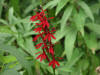 20070807101701 Cardinal-Flower (Lobelia cardinalis) - Manitoulin Island.JPG