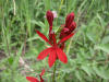 20070807101903 Cardinal-Flower (Lobelia cardinalis) - Manitoulin Island.JPG
