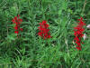 200808011951015 Cardinal-Flower (Lobelia cardinalis) - Manitoulin Island.JPG