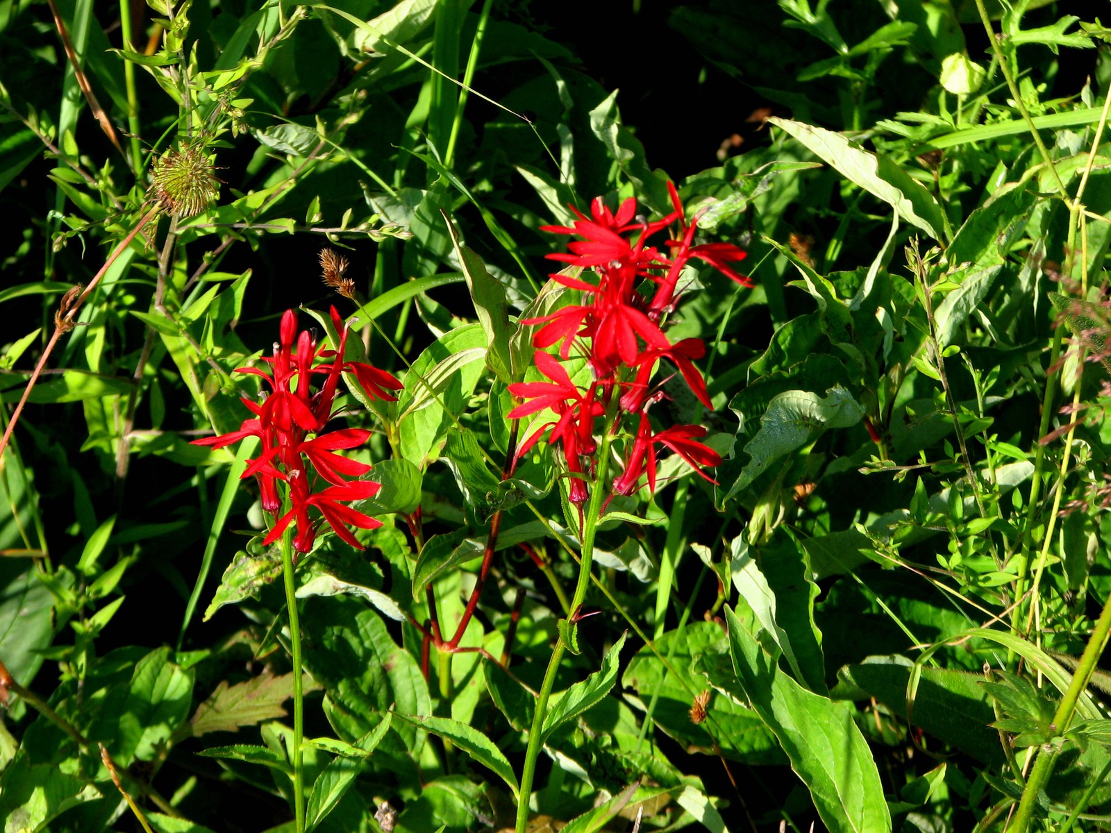 20090807093901 Cardinal-Flower (Lobelia cardinalis) - Manitoulin Island, Ontario.JPG