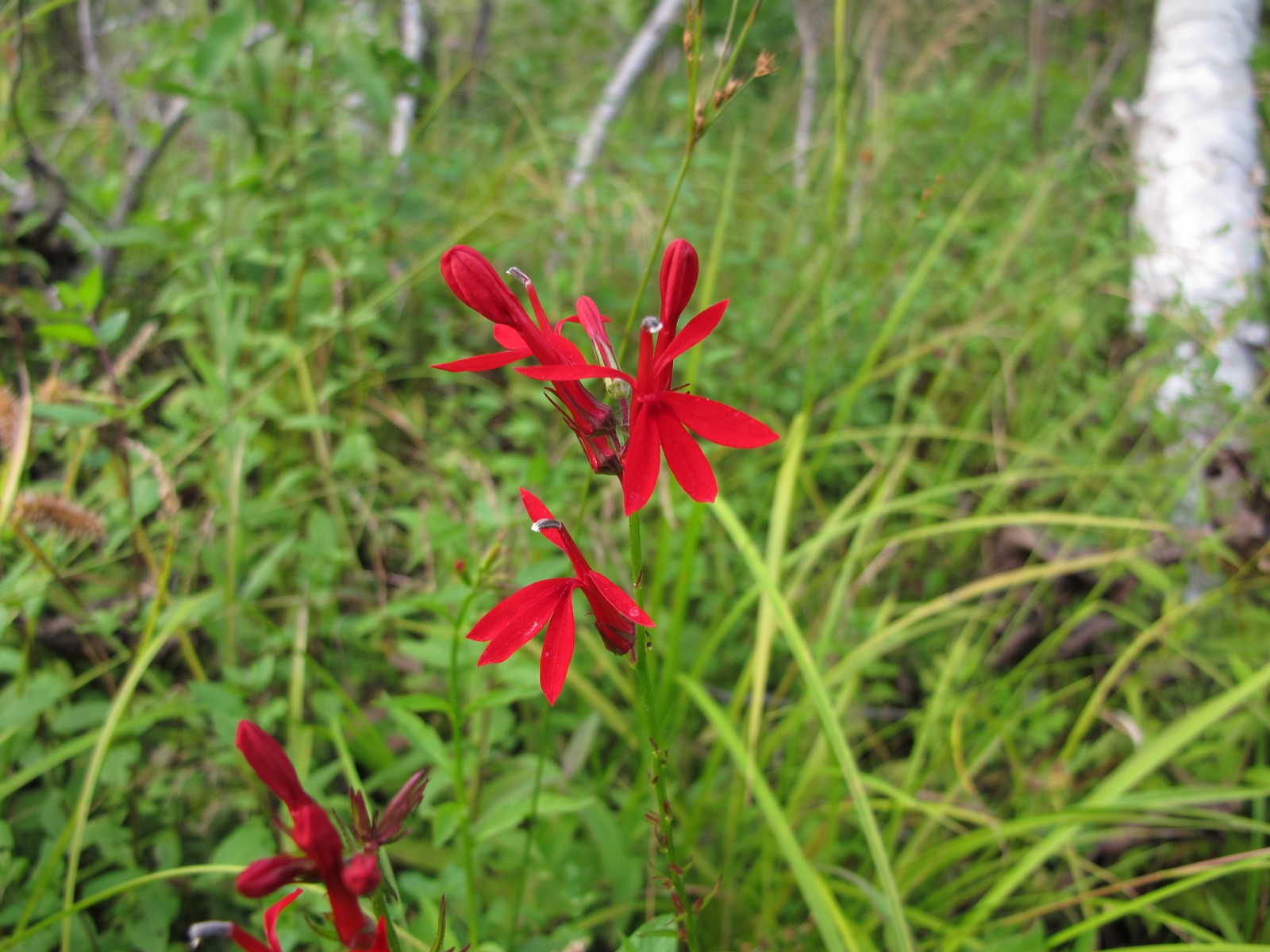 201208042023629 Cardinal-Flower (Lobelia cardinalis) - Manitoulin.JPG