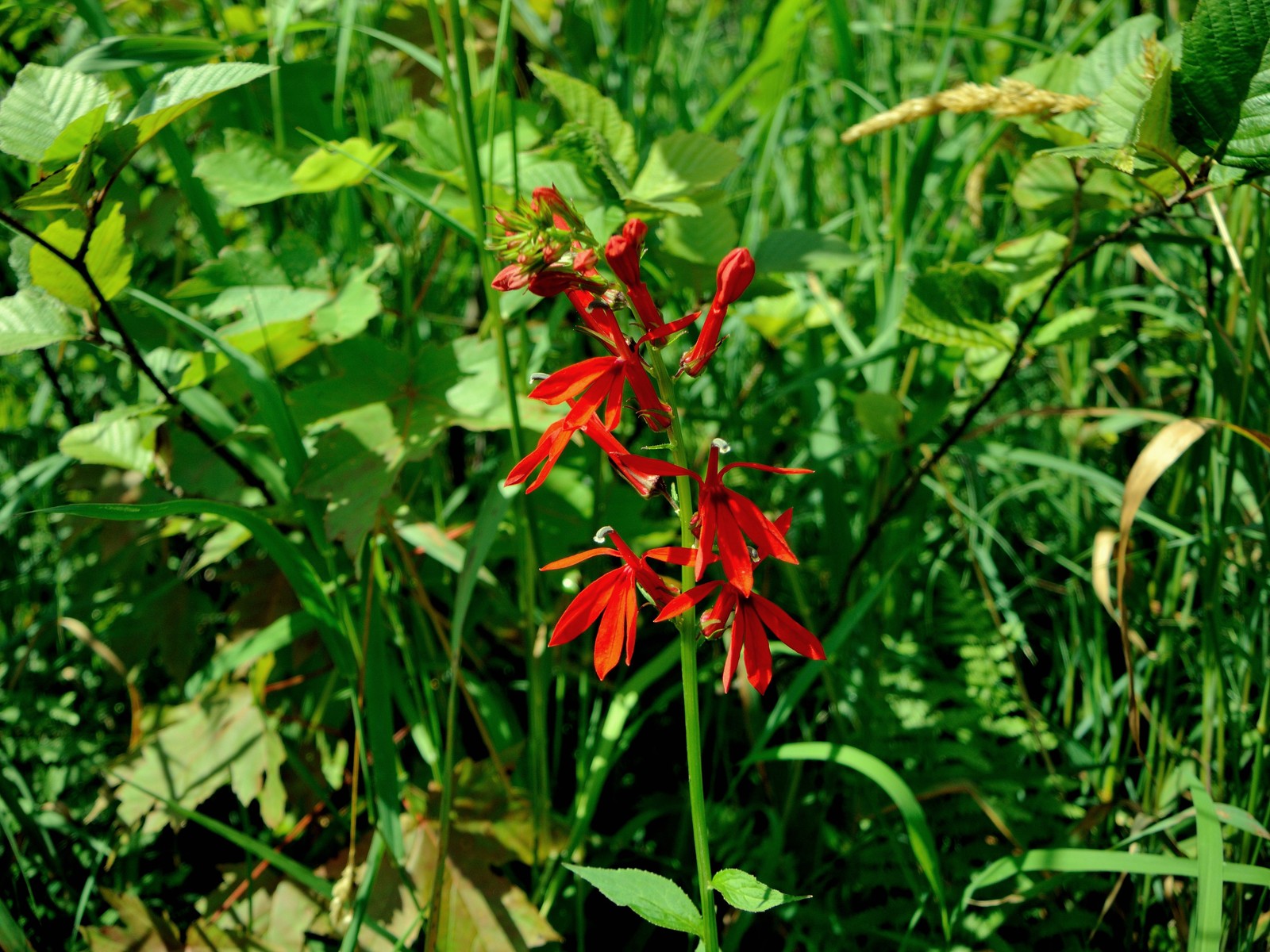 201308011202055 Cardinal-Flower (Lobelia cardinalis) bright red flowers - Manitoulin island.JPG