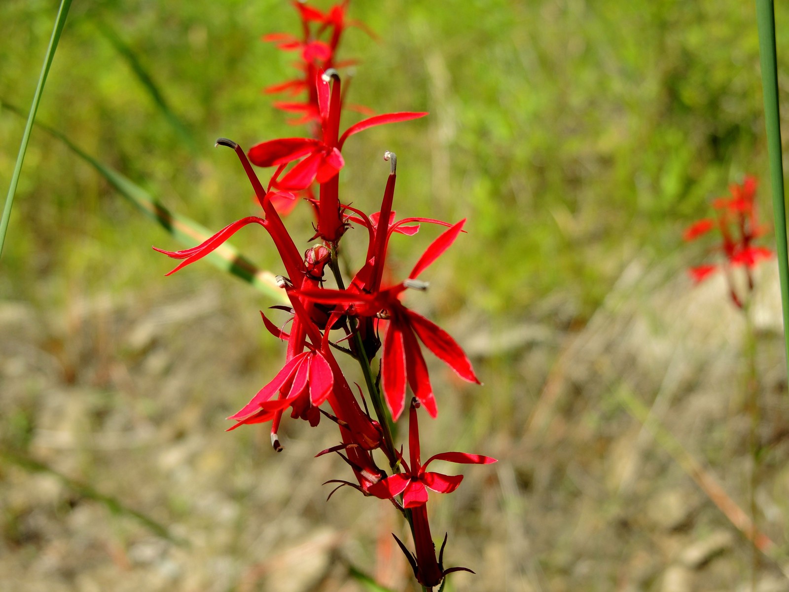 201507311347065 Cardinal-Flower (Lobelia cardinalis) bright red flowers - Manitoulin Island, ON.JPG