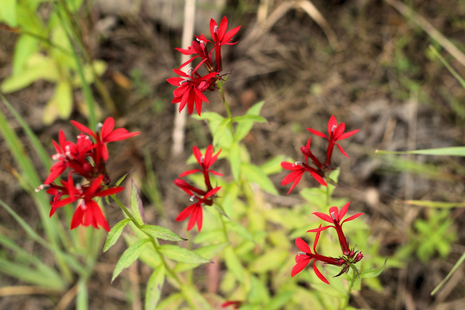 201508061040433 Cardinal-Flowers (Lobelia cardinalis) bright red flowers - Manitoulin Island, ON E Verdonk.jpg