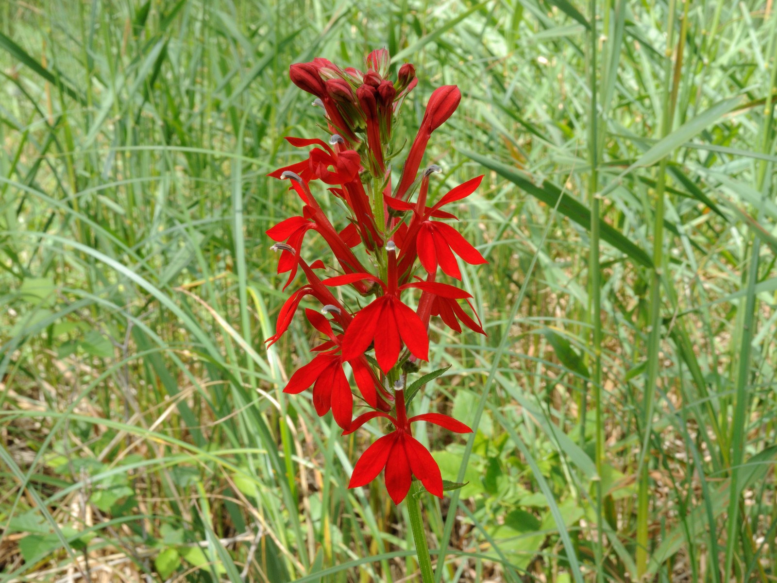 201607271221009 Cardinal-Flowers (Lobelia cardinalis) bright red flowers - Tenth Rd.JPG
