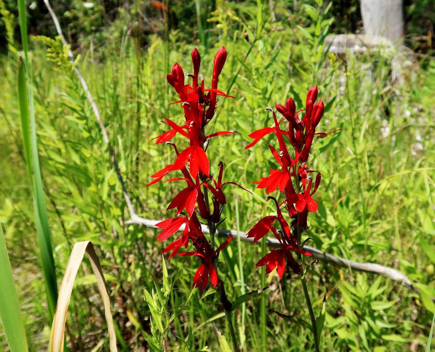 20170801142026033 Cardinal-Flowers (Lobelia cardinalis) bright red flowers - Manitoulin Island, ON.JPG