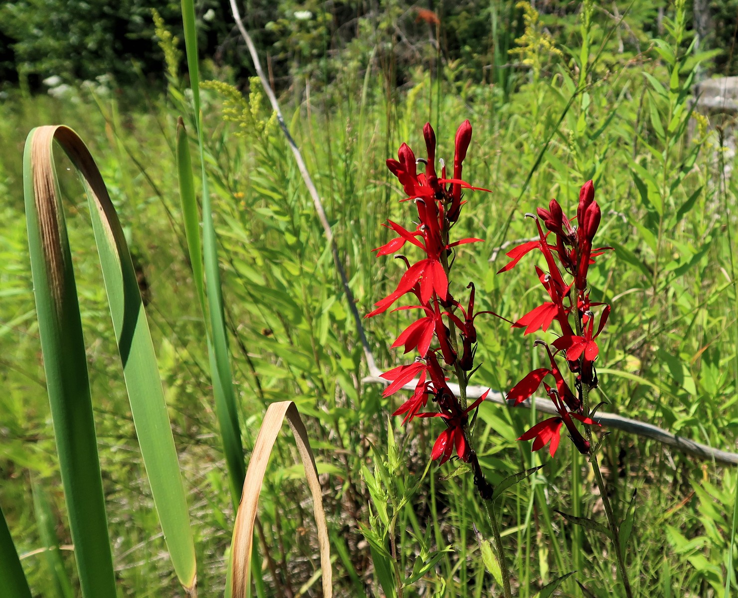 20170801142035034 Cardinal-Flowers (Lobelia cardinalis) bright red flowers - Manitoulin Island, ON.JPG