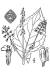 200608 Lopseed (Phryma leptostachya) - USDA Illustration.jpg
