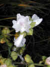 200007250728 Musk Mallow - near Campbell's drive-in.jpg (24421 bytes)