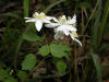 Anemone Unknown/Rue-anemone/200205140357 Rue-anemone (Anemonella thalictroides) - Chelsea.jpg
