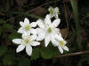 Anemone Unknown/Rue-anemone/200205140359 Rue-anemone (Anemonella thalictroides) - Chelsea.jpg