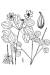 200609 Rue-Anemone (Thalictrum thalictroides) - USDA Illustration.jpg