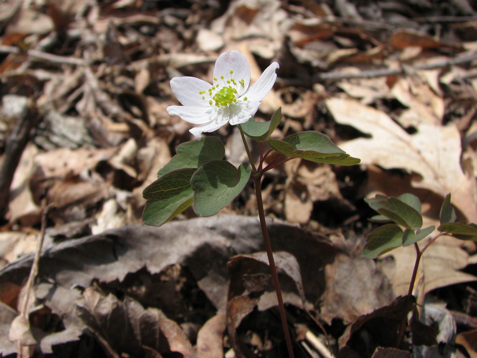 20090424134115 Rue-Anemone (Thalictrum thalictroides) - Oakland Co.JPG