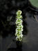 200308031136 Milfoil, Whorled Leaf (Myriophyllum verticillatum) - Manitoulin Island.jpg