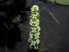 200308031137 Milfoil, Whorled Leaf (Myriophyllum verticillatum) - Manitoulin Island.jpg