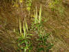 200308231323 Butterfly Weed or Orange Milkweed (Asclepias tuberosa L.) - Rochester.jpg