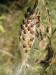 200409182488 Butterfly Weed or Orange Milkweed (Asclepias tuberosa L.) - Rochester, Oakland Co.jpg