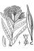 200506 Butterfly Weed or Orange Milkweed (Asclepias tuberosa L.) - USDA Illustration.jpg