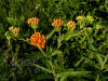 200506227075 Butterfly Weed or Orange Milkweed (Asclepias tuberosa L.) - Rochester, Oakland Co.jpg
