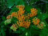 200506227096 Butterfly Weed or Orange Milkweed (Asclepias tuberosa L.) - Rochester, Oakland Co.jpg
