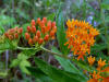 200506227099 Butterfly Weed or Orange Milkweed (Asclepias tuberosa L.) - Rochester, Oakland Co.jpg