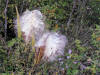 200610083085 Butterfly Weed or Orange Milkweed (Asclepias tuberosa) - Oakland Co.JPG