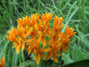 20070704173821 Butterfly Weed or Orange Milkweed (Asclepias tuberosa) - Oakland Co.JPG