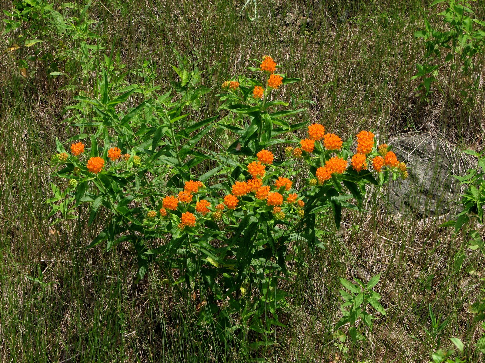 20080707133709 Butterfly Weed or Orange Milkweed (Asclepias tuberosa) - Oakland County, Michigan.JPG