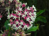 200307190937 Common Milkweed (Asclepias syriaca L.) - Isabella Co.jpg