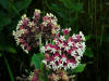 200307190938 Common Milkweed (Asclepias syriaca L.) - Isabella Co.jpg