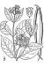 200602 Indianhemp (Apocynum cannabinum) - USDA Illustration.JPG