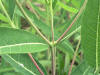 200606081594 Indianhemp (Apocynum cannabinum) - Oakland Co.JPG