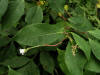 200608172683 Spreading Dogbane (Apocynum androsaemifolium) - Oakland Co.JPG
