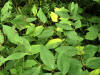 200608172685 Spreading Dogbane (Apocynum androsaemifolium) - Oakland Co.JPG