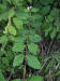 20070704173114 Spreading Dogbane (Apocynum androsaemifolium) - Oakland Co.JPG