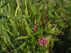 200508038584 Swamp Milkweed (Asclepias incarnata L.) - Manitoulin.jpg