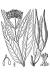 200608 Swamp Milkweed (Asclepias incarnata) - USDA Illustration.jpg
