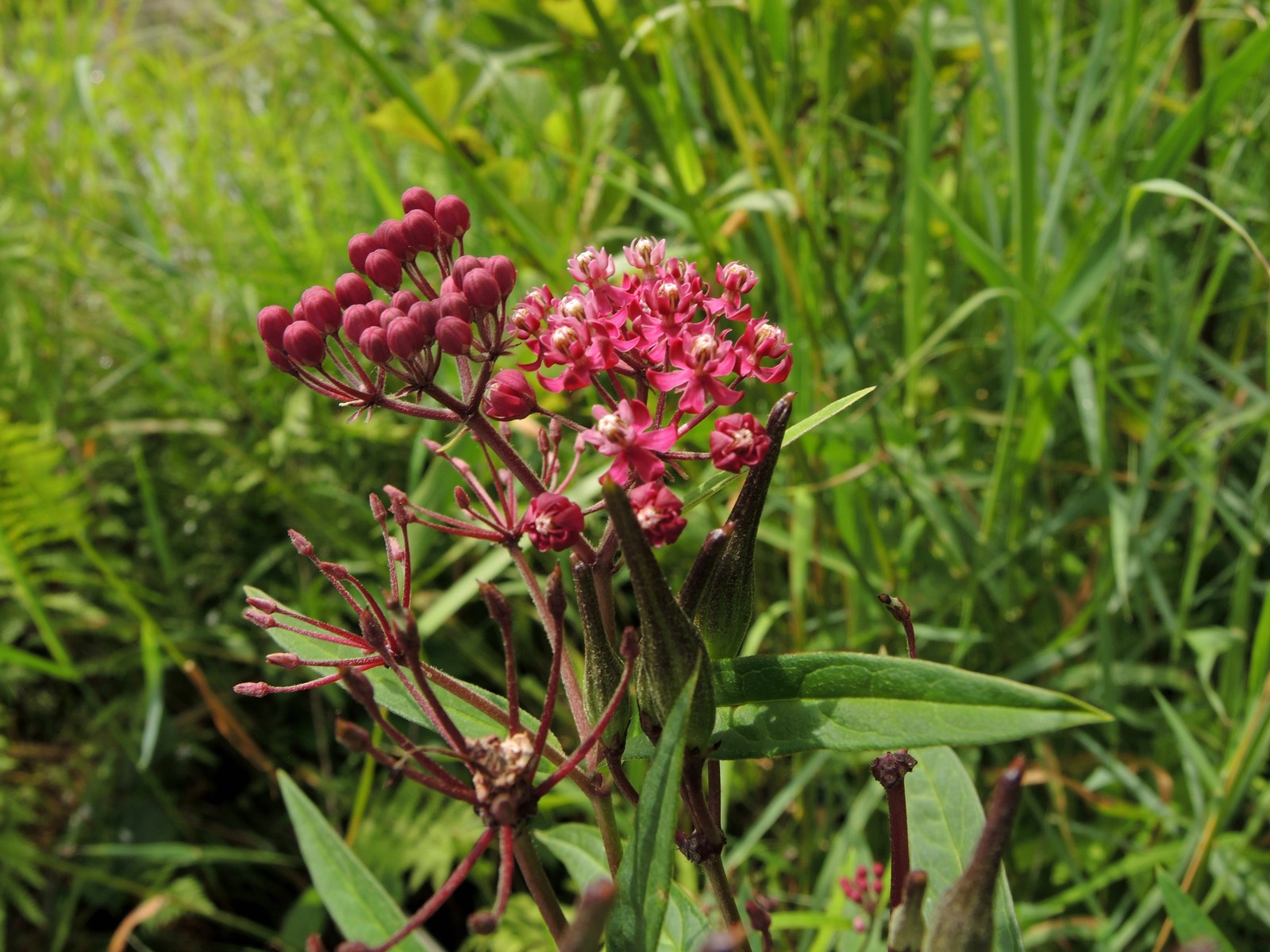 201308011204086 Swamp Milkweed (Asclepias incarnata) red flowers - Manitoulin island.JPG