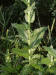 200209230267 Moth Mullein (Verbascum blattaria) - Rochester.jpg