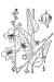200406 Moth Mullein (Verbascum blattaria) - USDA Illustration.jpg