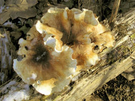 large Polypore/200602190429 large Polypore mushroom (Polyporus sp) - Oakland Co.JPG