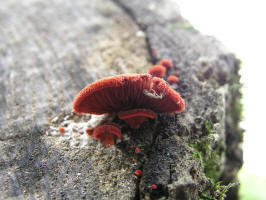 Ochre Fungus/Crimson Red Velvety Fungi/20060801143847 Crimson Red Velvety Fungi - Manitoulin Island.JPG