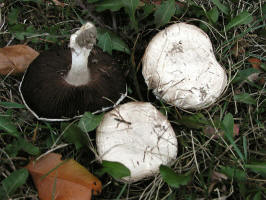 Meadow Mushroom/200310110036 Meadow Mushroom (Agaricus campestris).JPG