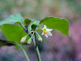 West Indian Nightshade/200507127441 West Indian Nightshade (Solanum ptychanthum) - Oakland Co.jpg