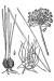 200606 Meadow Garlic (Allium canadense) - USDA Illustration.jpg